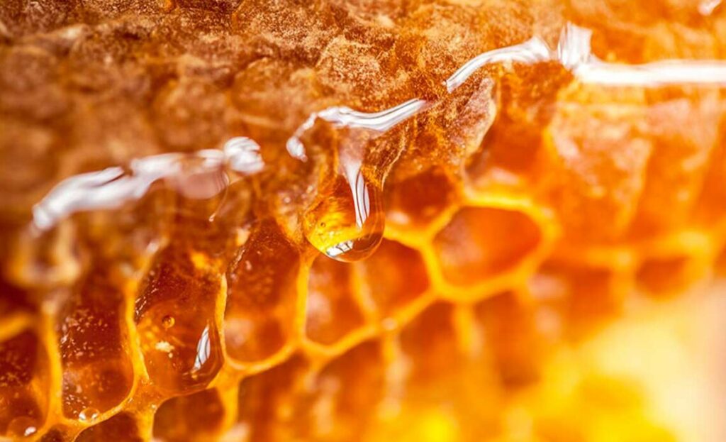 Dieta Selvagem Bíblica: Como Era a Alimentação nos Tempos da Bíblia